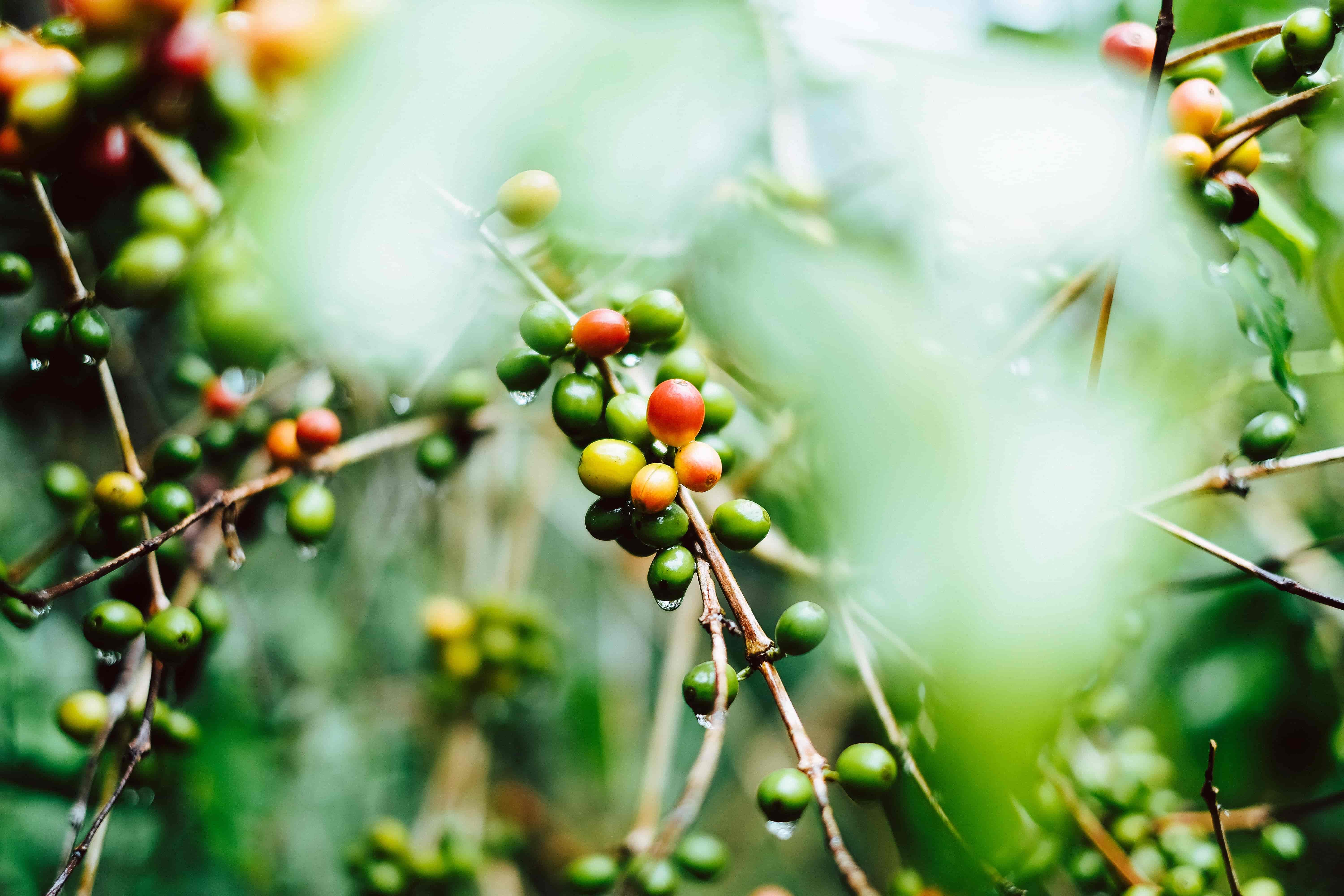 Koffiebessen bij biologische koffieteelt